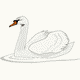 MG: cisne