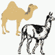 MG: camelid