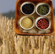 MG: grain; grains; cereal crops