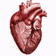 MG: el corazon; corazón; copas