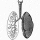 MG: lung