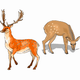 MG: deer; cervid