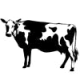 MG: крава; домашно говедо