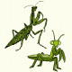 MG: mantis