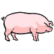 MG: le cochon; porc; pourceau