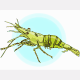 MG: prawn; shrimp