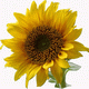 MG: tournesol