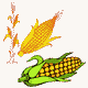 MG: corn; maize; Indian corn